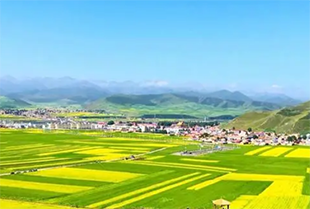 青海門(mén)源油菜花